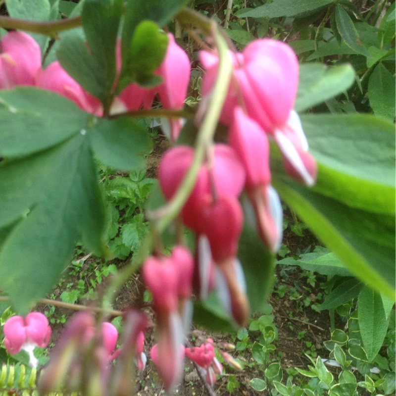 Bleeding Heart