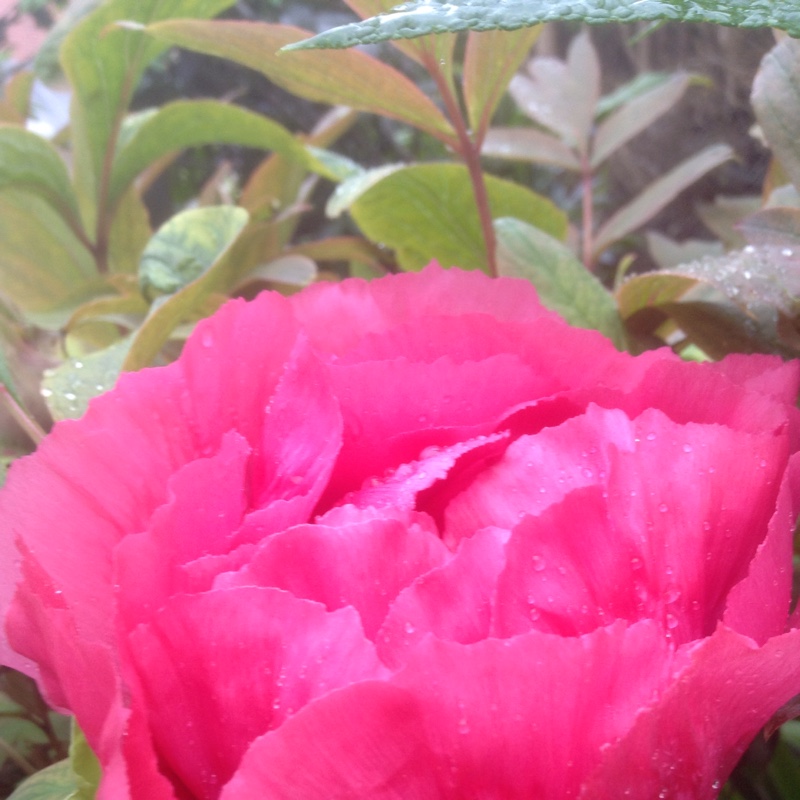 Tree Peony 'Duchess of Kent'