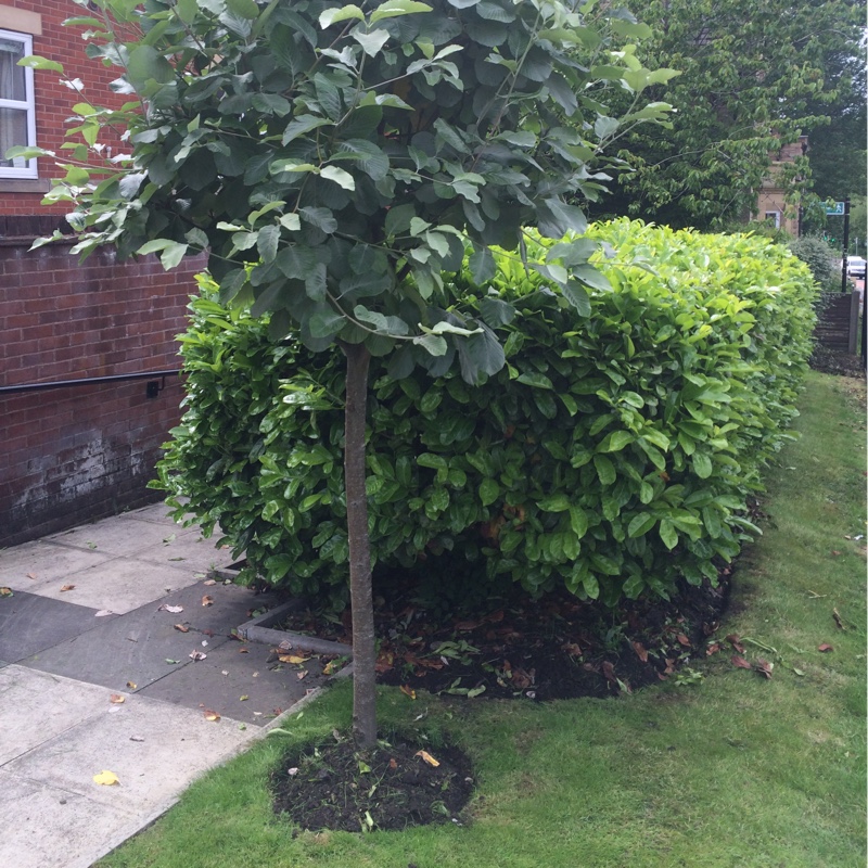 Whitebeam