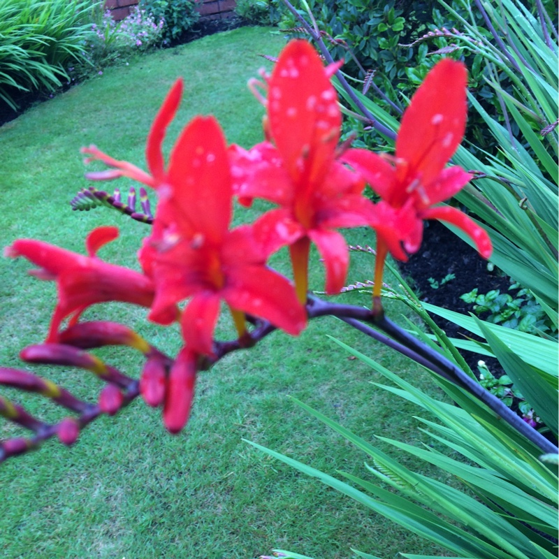 Montbretia 'Lucifer'