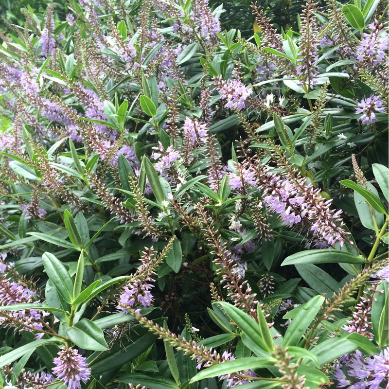 Shrubby Veronica  'Marjorie'