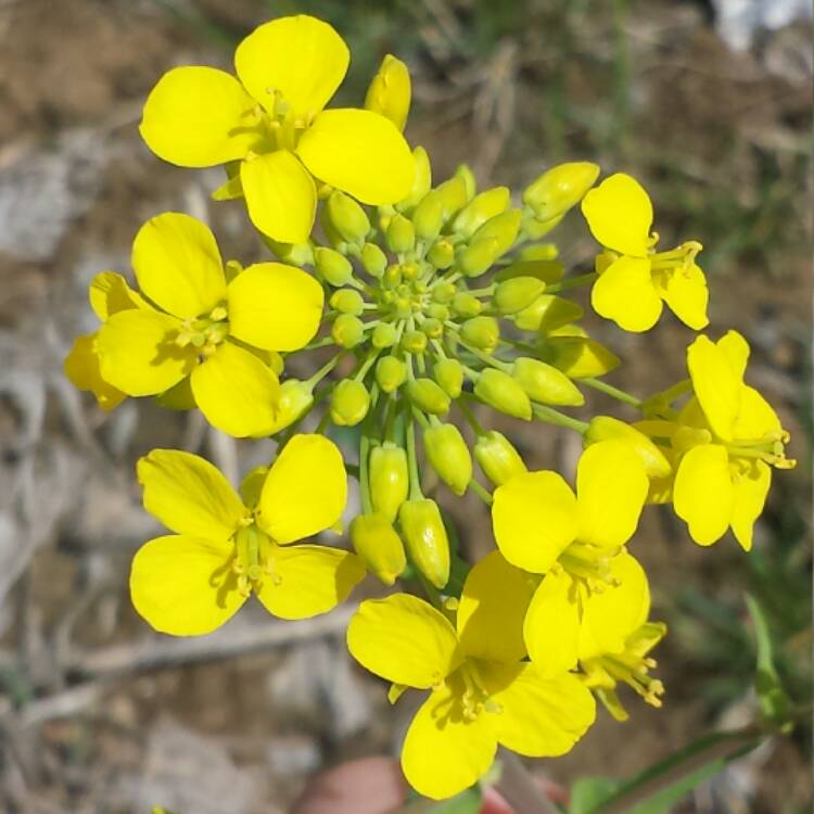 Plant image Brassica Rapa subsp. Rapa