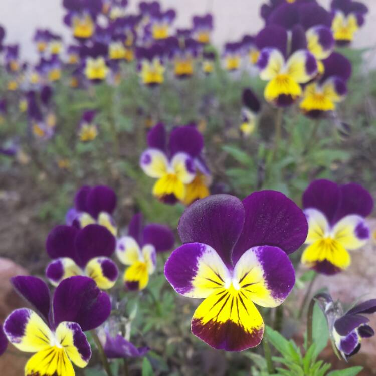 Plant image Viola x wittrockiana 'Matrix Morpheus'