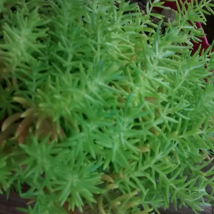 Plant image Sedum Rupestre 'Lemon Coral'