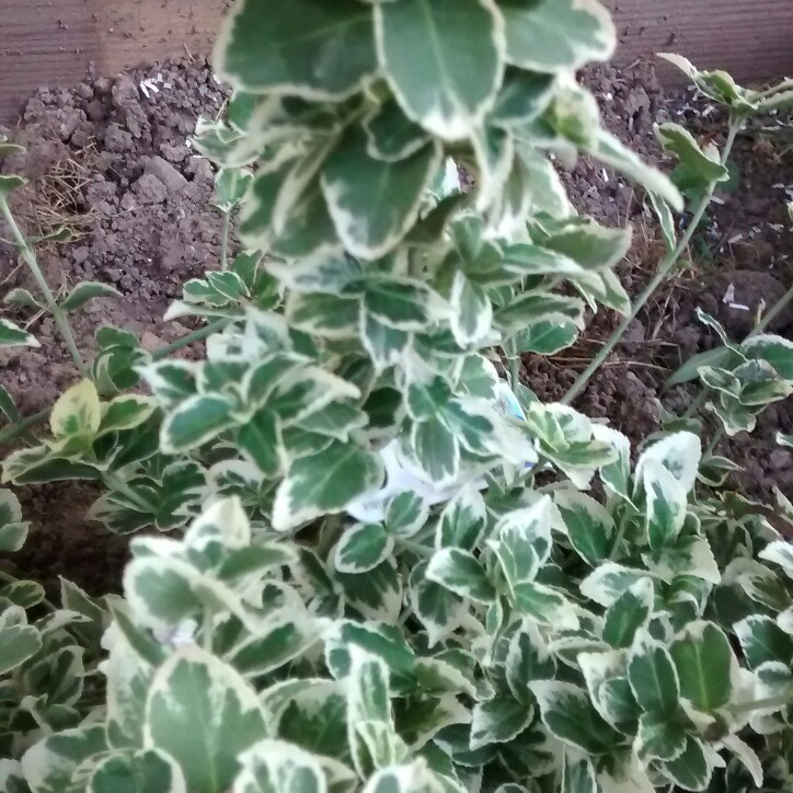 Plant image Euonymus Fortunei 'Emerald Gaiety'