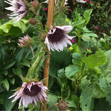 Berkheya purpurea