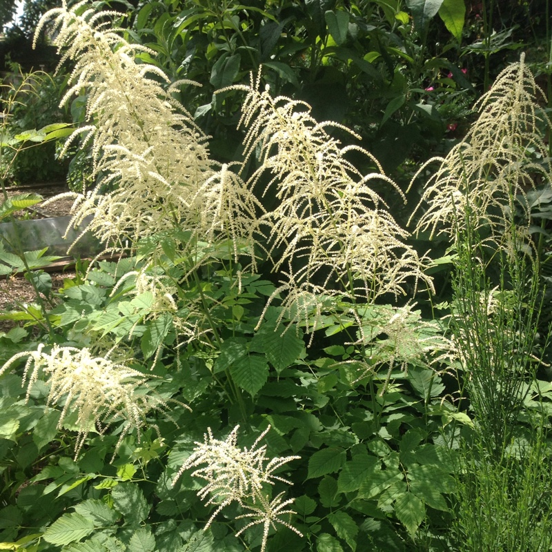 Plant image Aruncus sylvestris