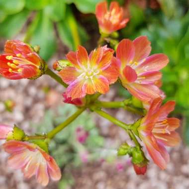 Lewisia 'Elise Mixed' (Mix)