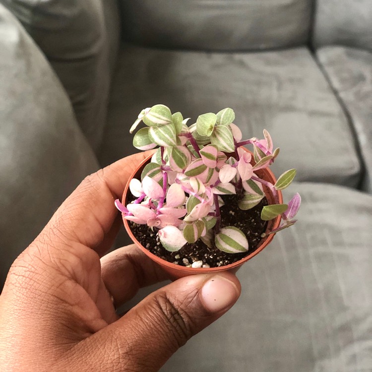 Plant image Tradescantia Minima Variegata