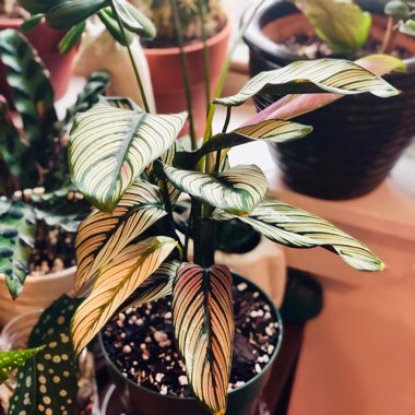 Calathea 'Whitestar'