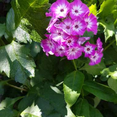 Drummond's Phlox