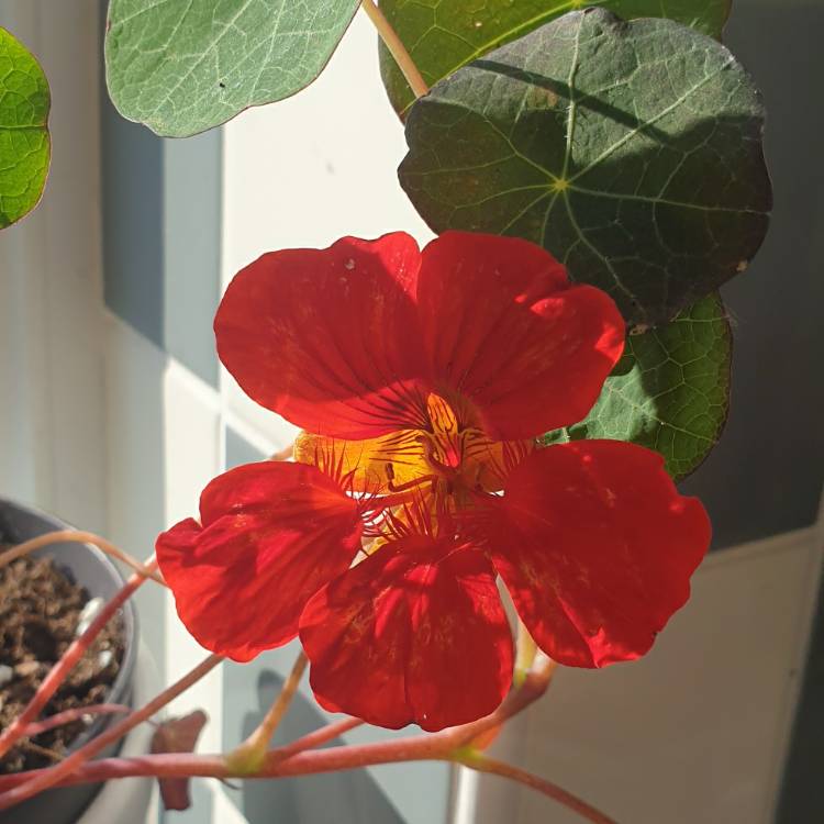 Plant image Tropaeolum majus 'Empress of India'