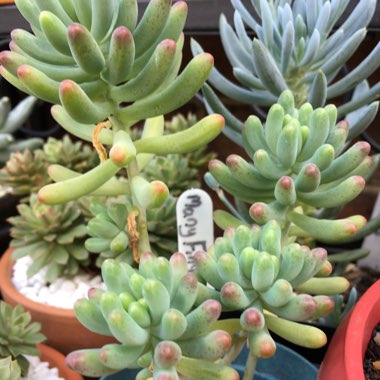 Sedum 'Blue Jelly Bean'