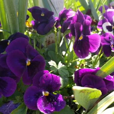 Pansy