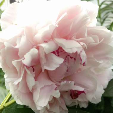 Peony