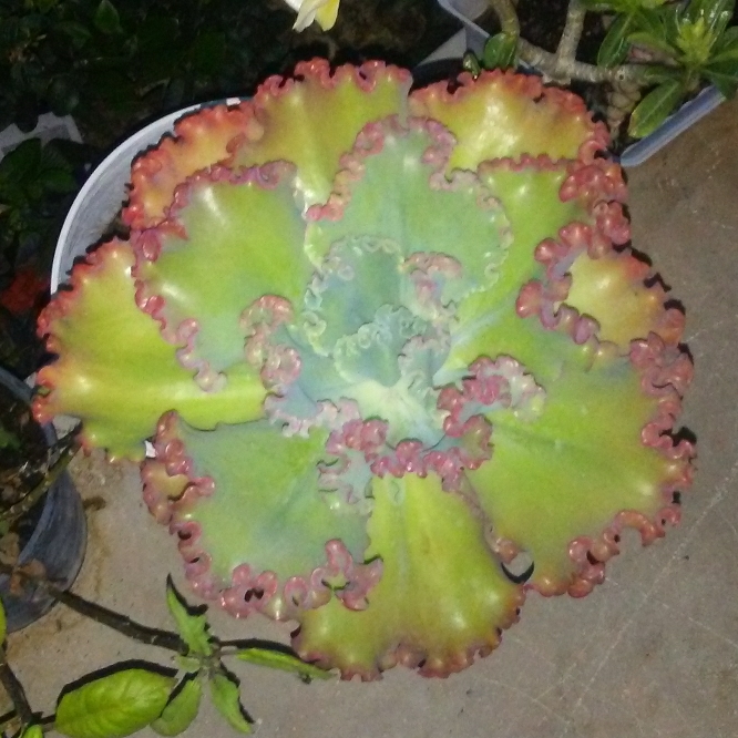 Plant image Echeveria Curls