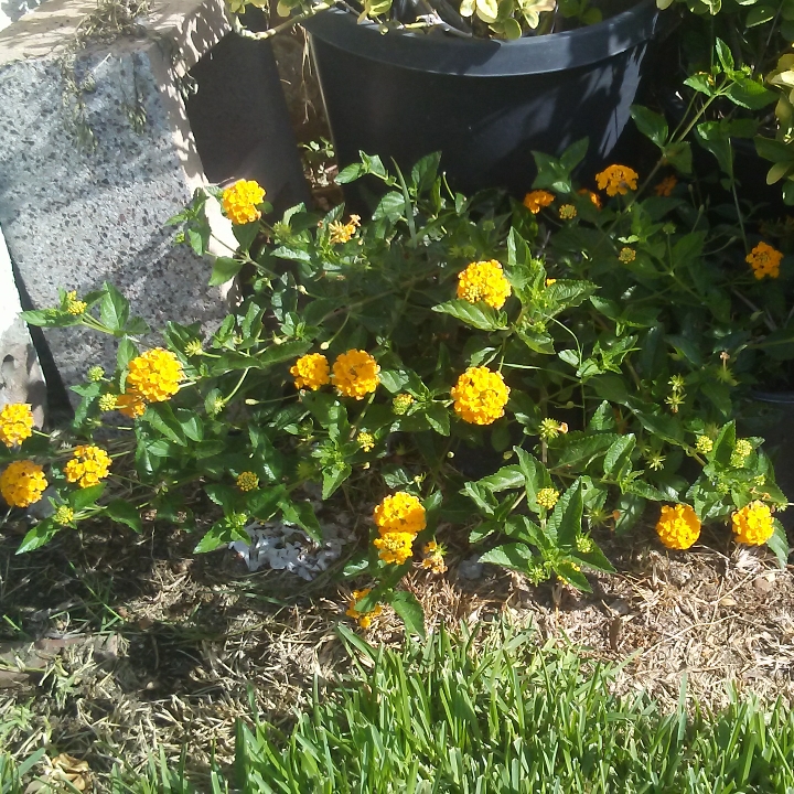 Plant image Lantana camara 'New Gold'