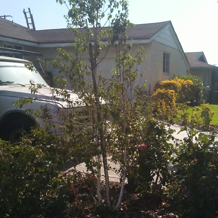 Plant image Betula papyrifera