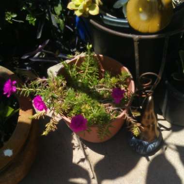 Portulaca grandiflora 'Pink'