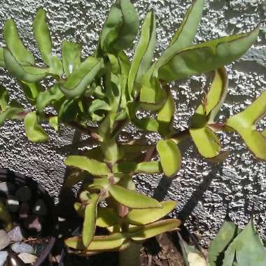 Kalanchoe pinnata