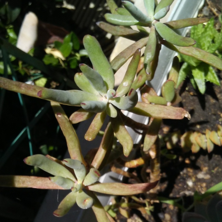 Plant image Cotyledon Orbiculata var. Oblongata