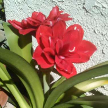 Hippeastrum (Galaxy Group) 'Red Lion'