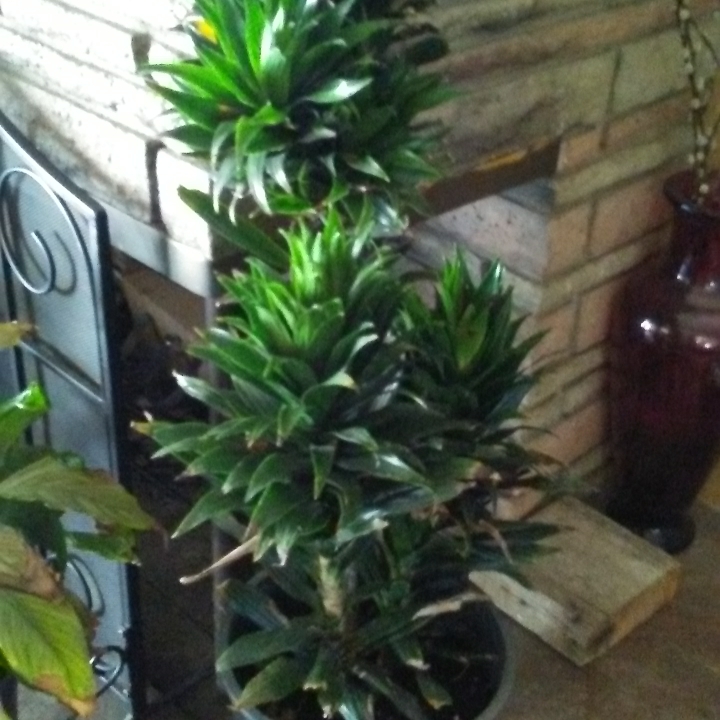 Plant image Dracaena fragrans 'Janet Craig' Compacta