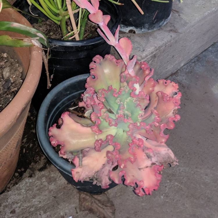 Plant image Echeveria Meridian