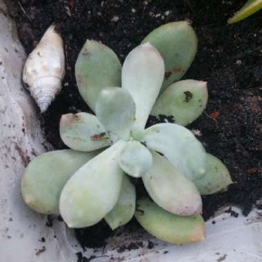 Pachyphytum glutinicaule