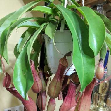 Nepenthes Sanguinea