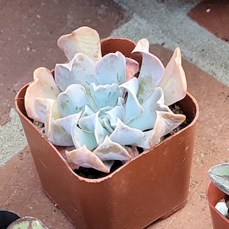 Plant image Echeveria Doppler