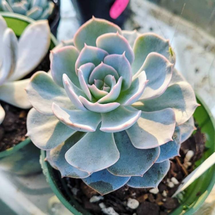 Plant image Echeveria Morning Beauty