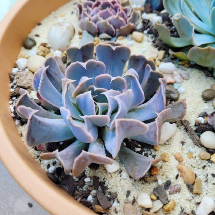 Plant image Echeveria Doppler