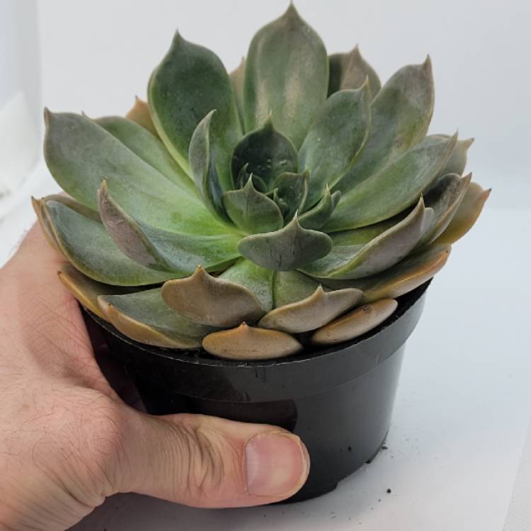 Plant image Echeveria Garotto