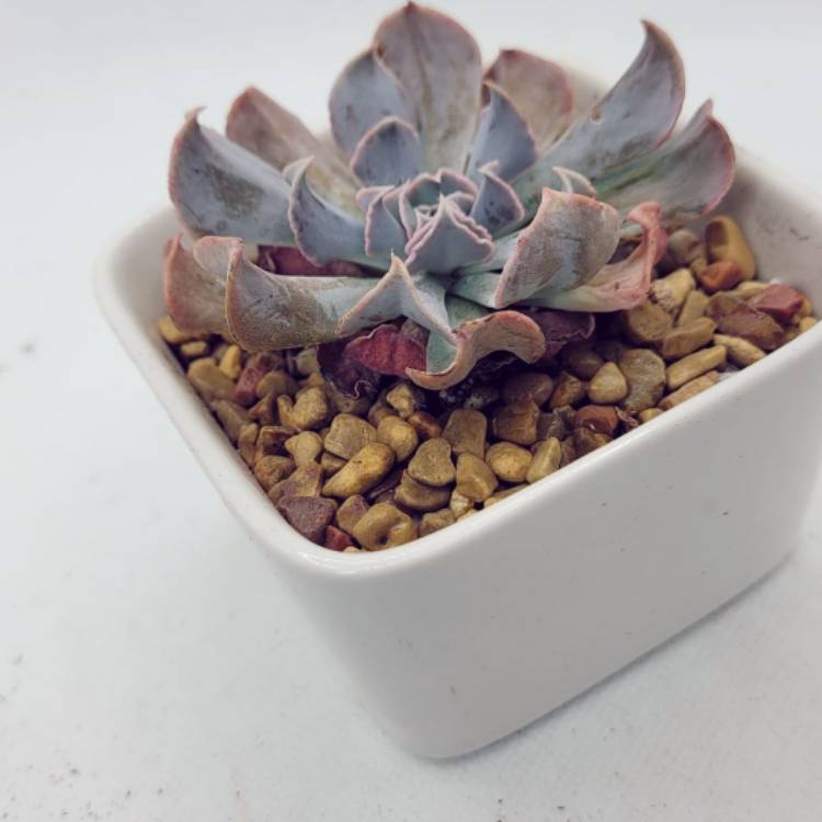 Plant image Echeveria Doppler