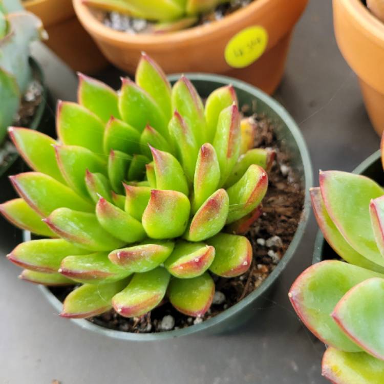 Plant image Echeveria Agavoides Red Blush