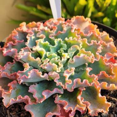 Echeveria 'Dorothy'