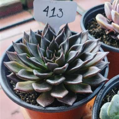 Echeveria 'Black Prince'