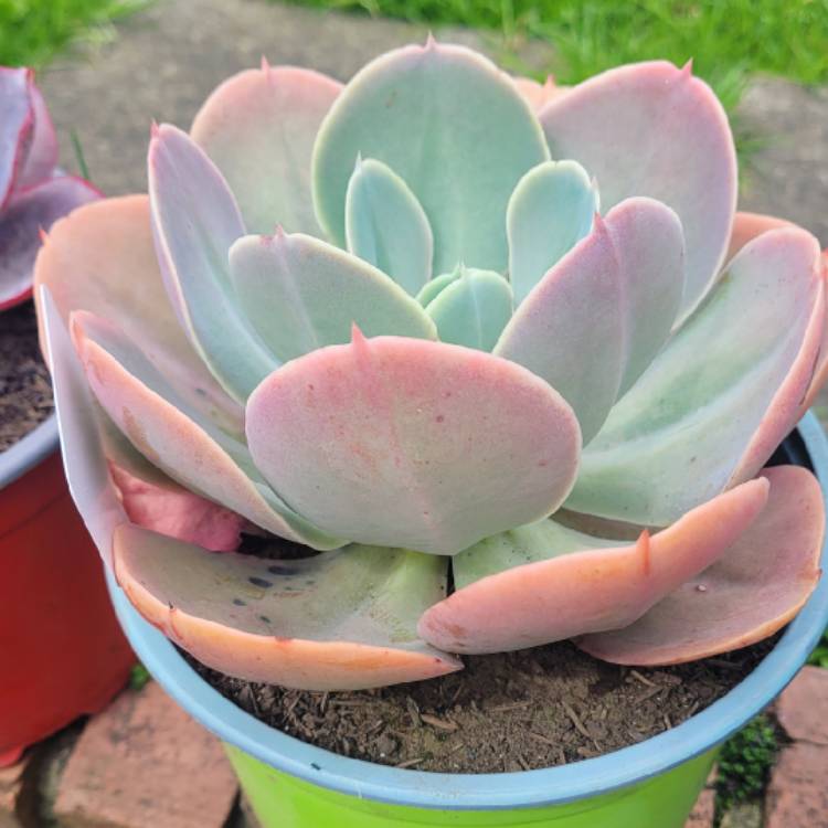 Plant image Echeveria Gibbiflora Peruvian Rose