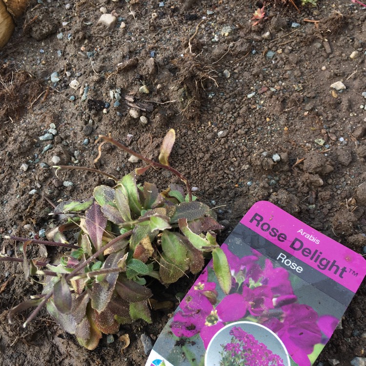 Plant image Arabis blepharophylla 'Rose Delight'