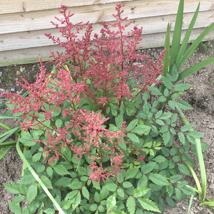 Plant image Astilbe chinensis var. pumila