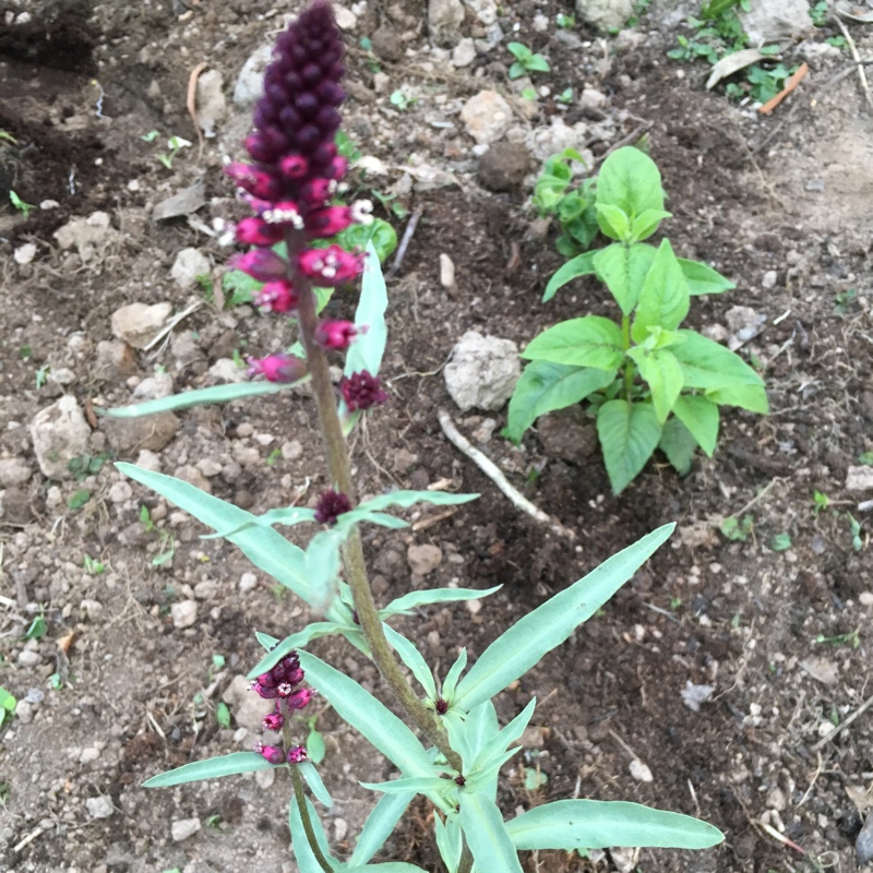 Plant image Lysimachia atropurpurea 'Beaujolais'