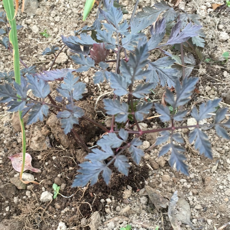 Anthriscus sylvestris 'Ravenswing'