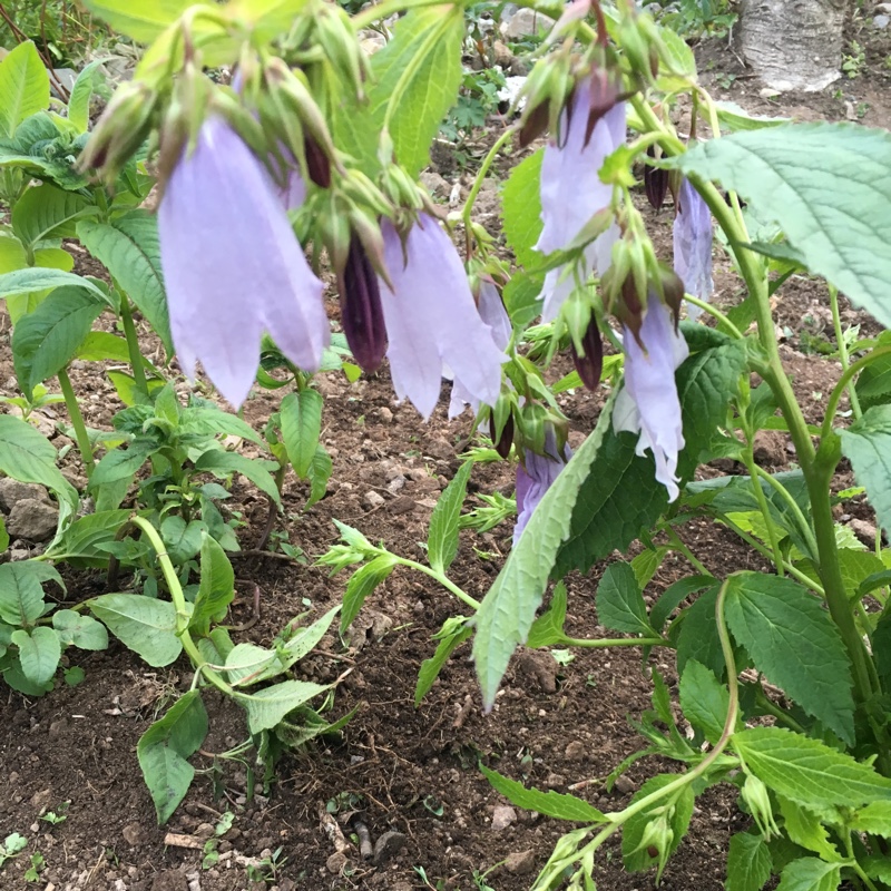 Plant image Campanula 'Iridescent Bells'