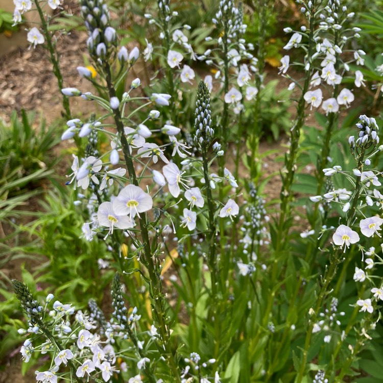 Plant image Veronica gentianoides