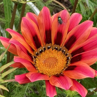 Gazania