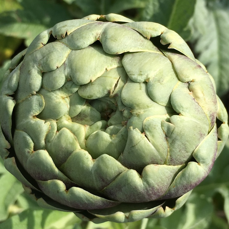 Cynara Scolymus