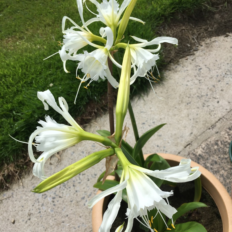 plant image 167538