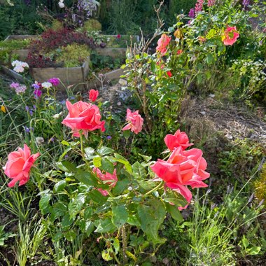 Hybrid Tea Rose  'Silver Jubilee'