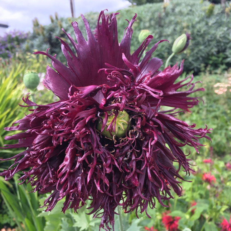 Papaver somniferum 'Blackcurrant Fizz'